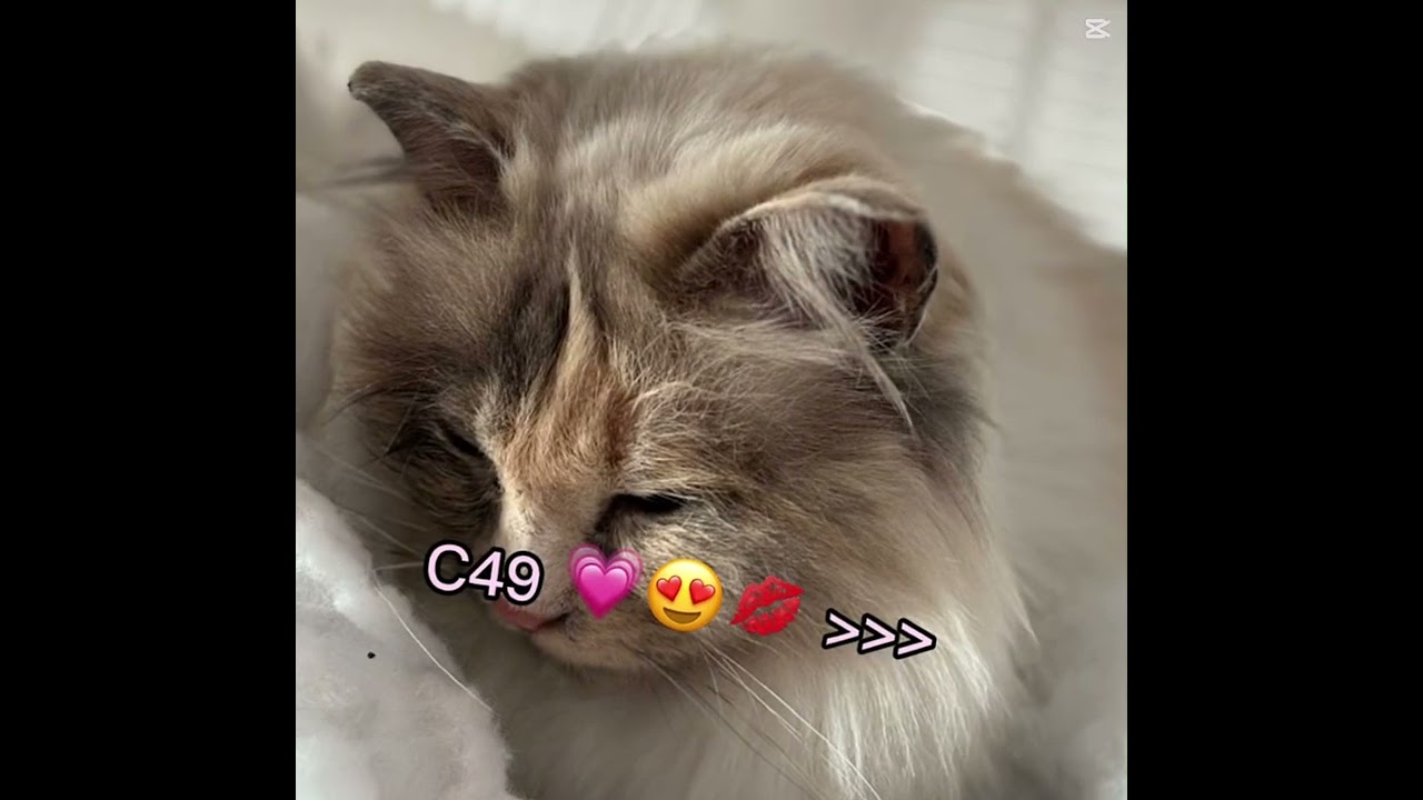 C49