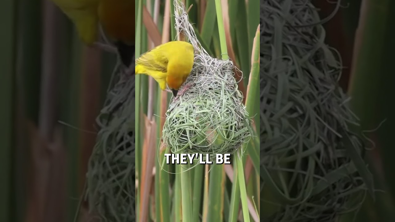 How a male weaver bird builds a nest! 🦜🪹  -  🎥 richard_vanhaght