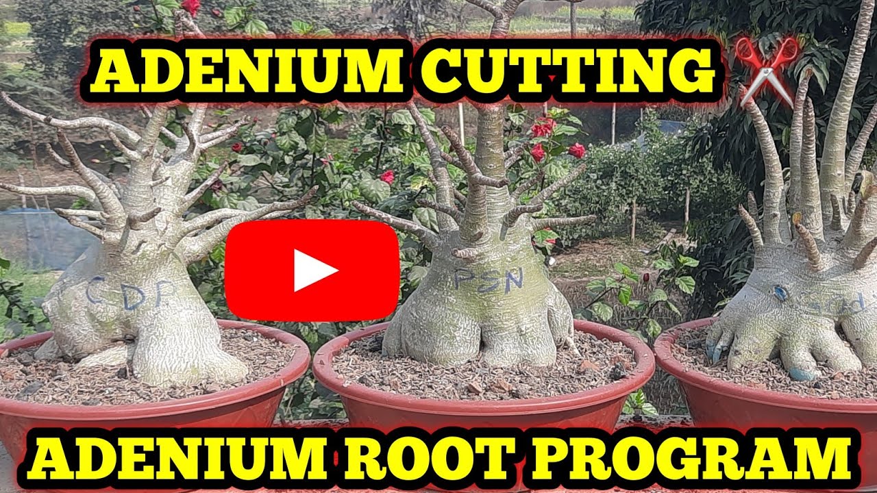 अडेनियम ब्रांच में कटिंग और अडेनियम रूट प्रोग्राम कैसे करे ||Adenium cutting || Adenium root program