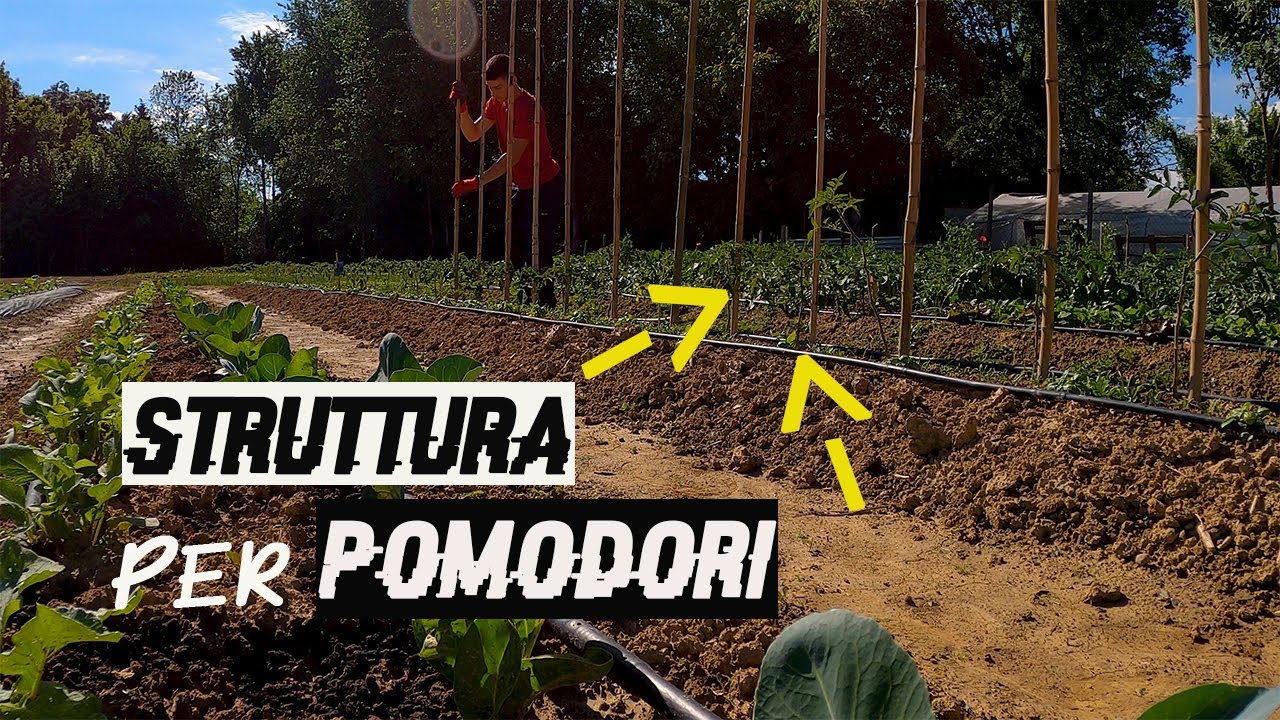 Come LEGARE i POMODORI🍅 con le CANNE di BAMBU'