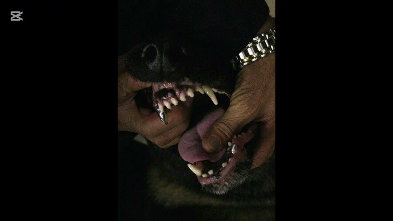 [FREE] Blxckie x Kindlynxsh x Herc cut the lights x Qwellers 