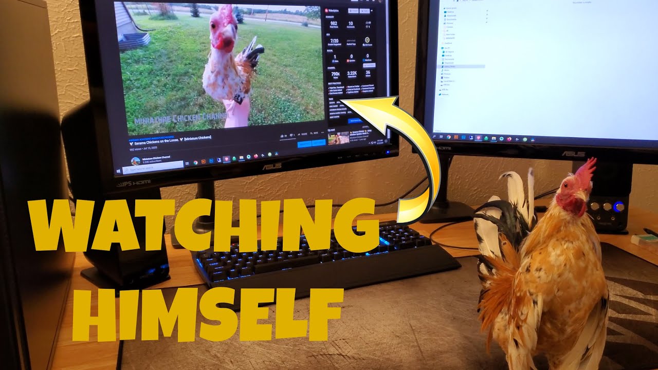 🐔Serama Rooster Takes a 💩 On My Desk - Miniature Rooster