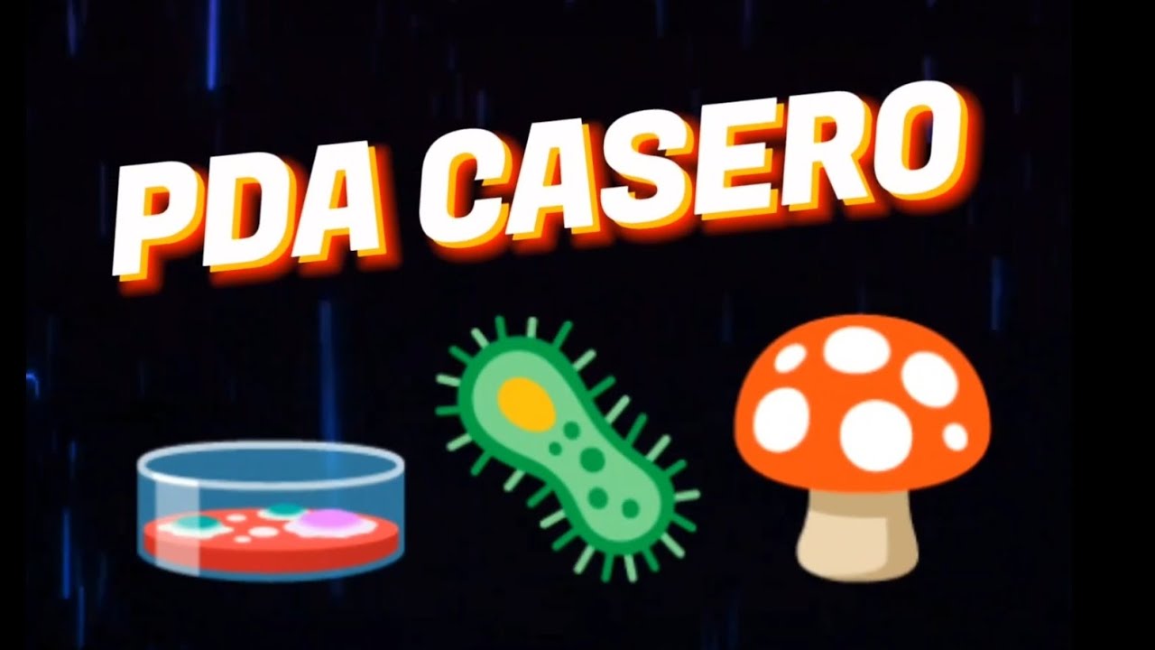 Como hacer placas petri con PDA casero para cultivo de hongos 🦠🧫🍄