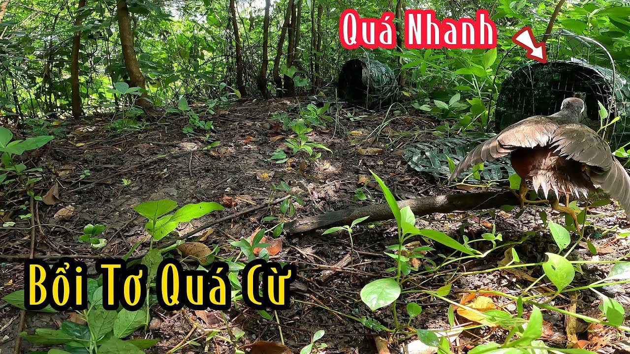 Mồi Lì Mới Bắt Được Những Con Bổi Cừ Nầy | Đam Mê Săn Bắt
