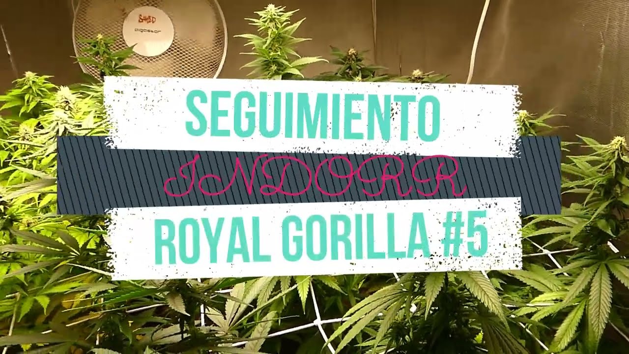 SEGUIMIENTO INDOOR ROYAL GORILLA #5 TRICOMAS | + CONSEJOS PARA FLORACI&Oacute;N (Resubido)