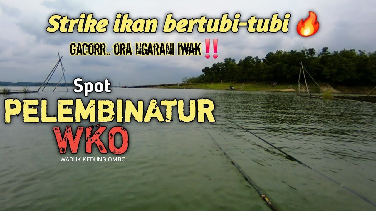 Spot Pelembinatur WKO.. Ikan Makan Bertubi-tubi..Ora Ngarani Iwak