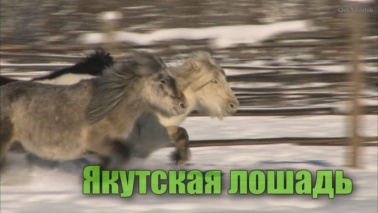 Якутская лошадь