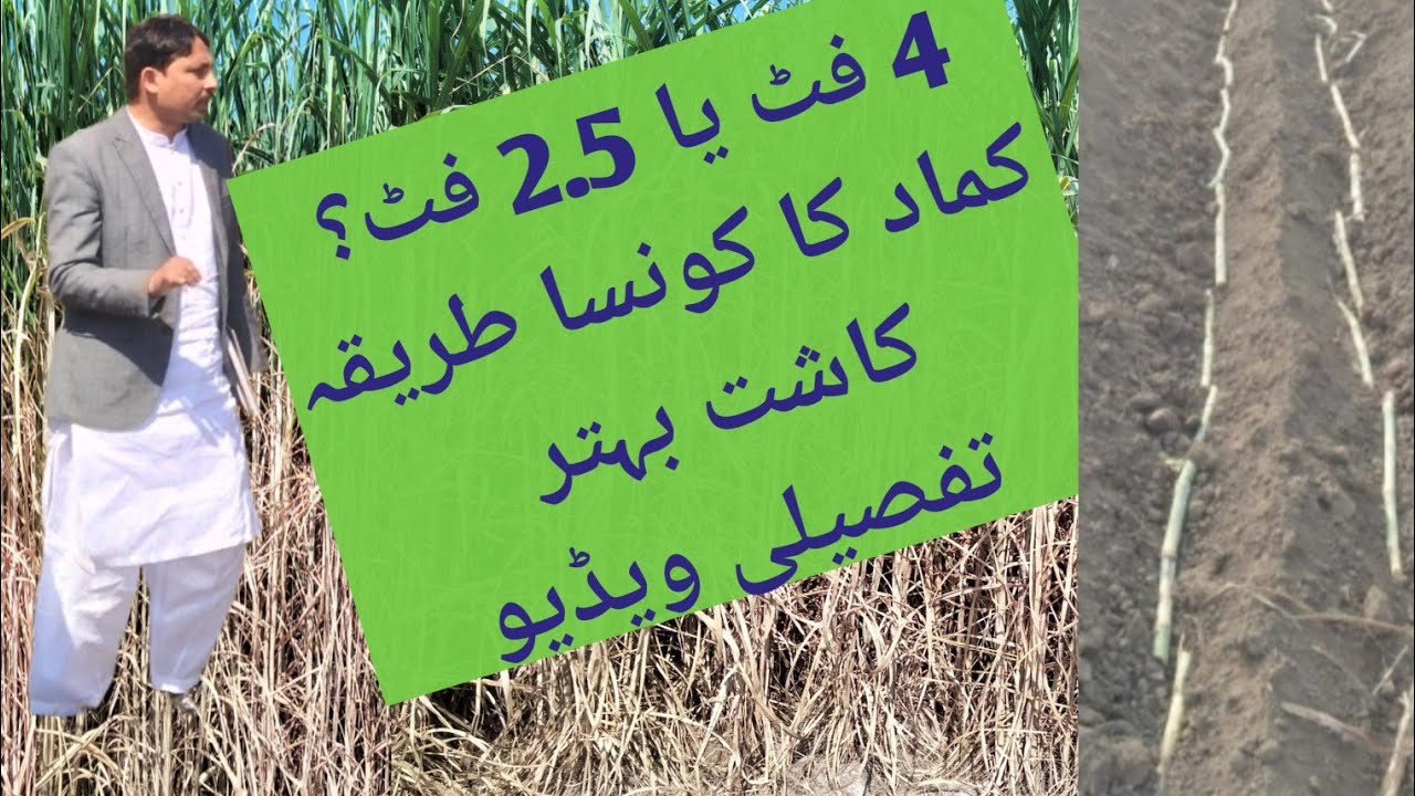 Best Method for Sugarcane Sowing/             کماد لگانے کا صحیح طریقہ