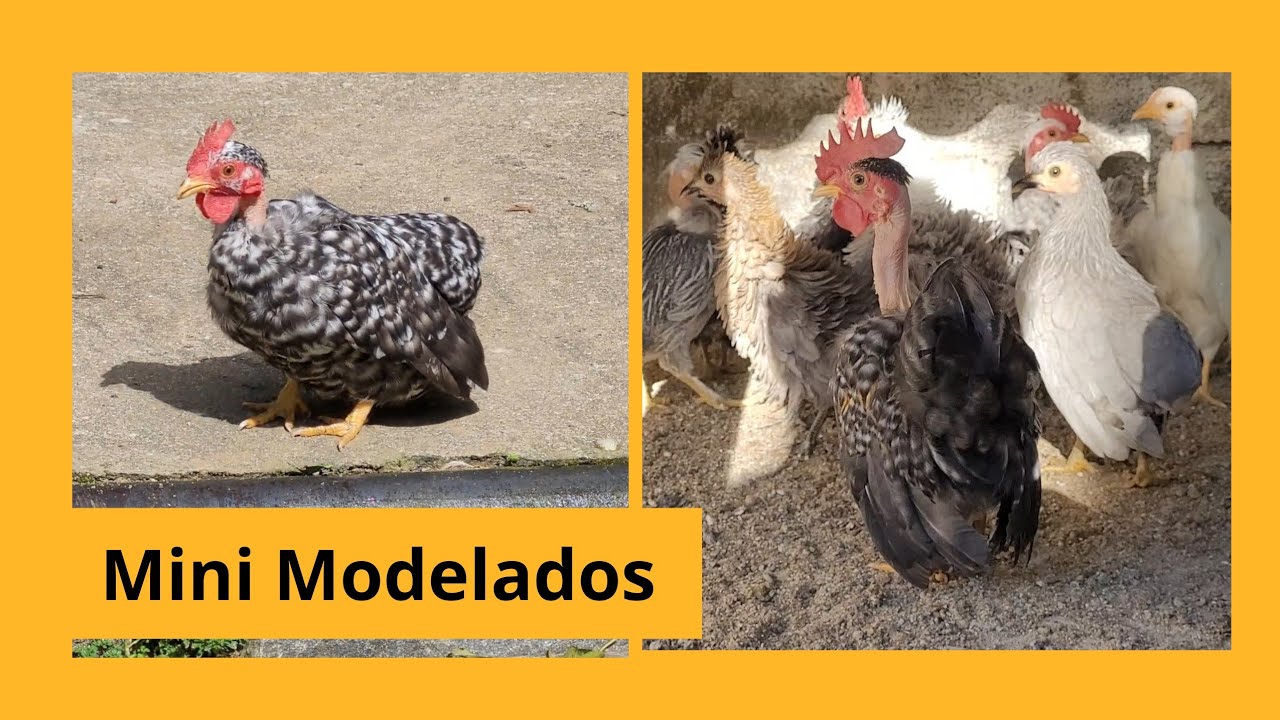 Atualização Mini Modelados | Sítio 5 Irmãos