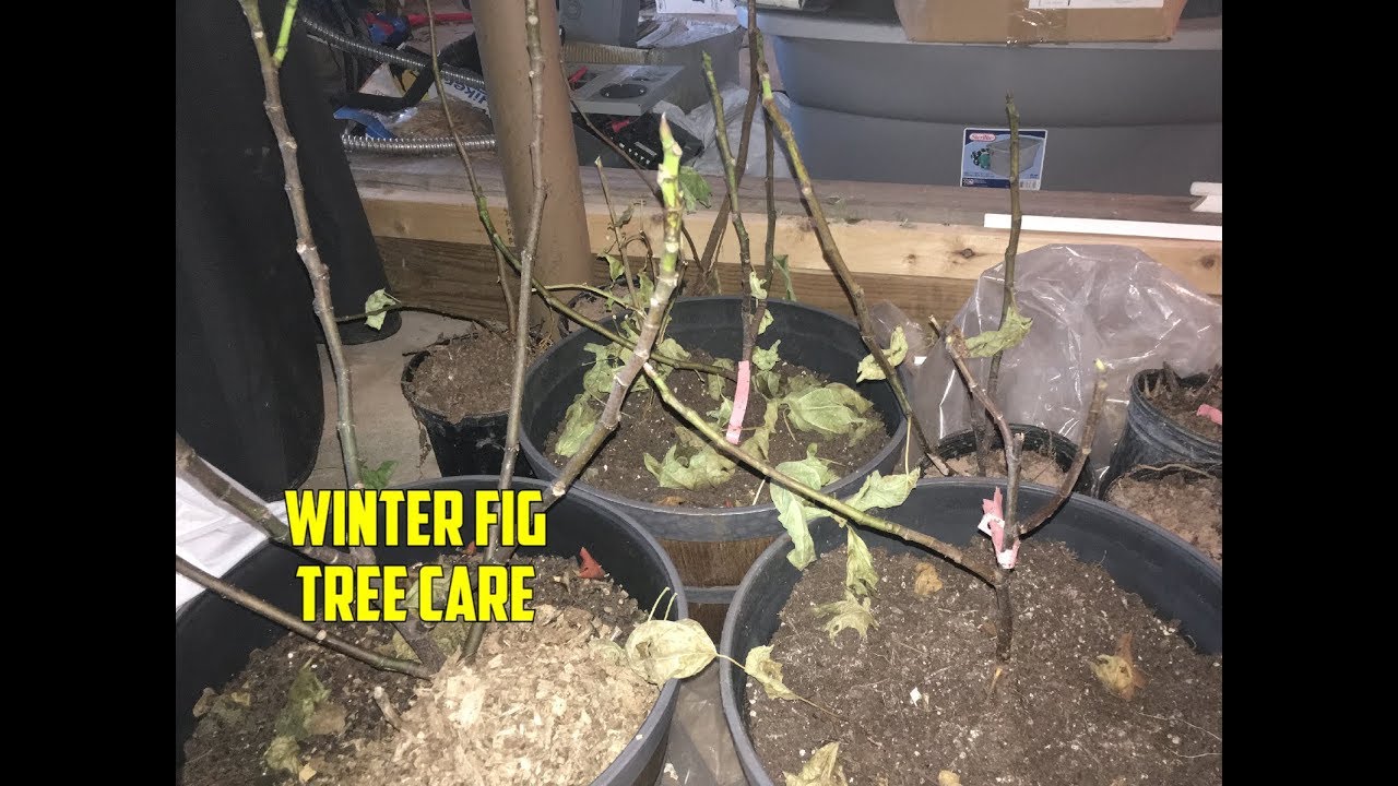 Winter Fig Care: Overwintering Figs in Pots