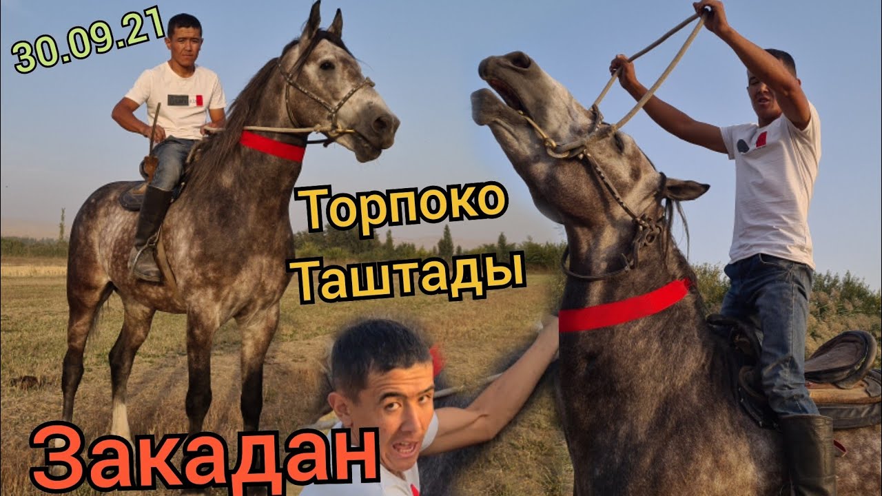ЗАКА ТОРПОКО ТАШТАДЫ 😄 куник