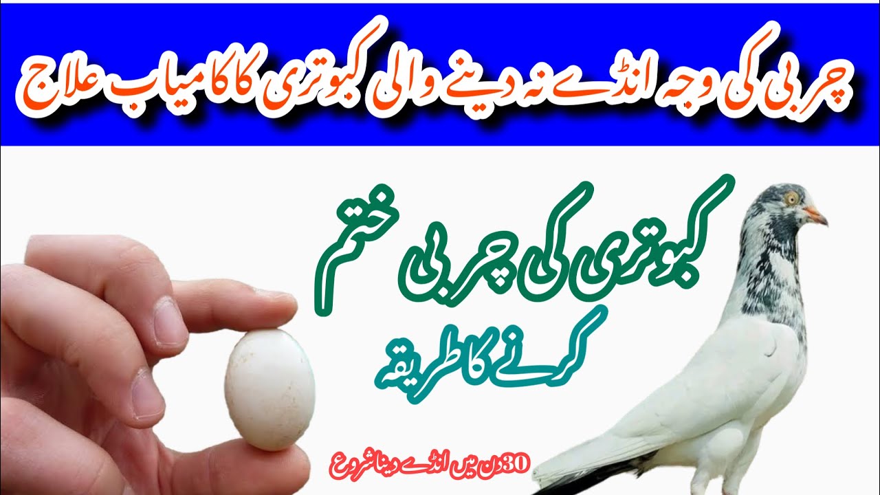 andon se band kabootar ka ilaj || Afzaal Pigeons