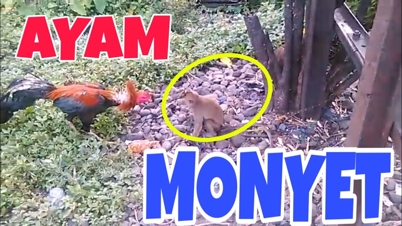 Ayam VS Monyet siapa yg menang coba ?
