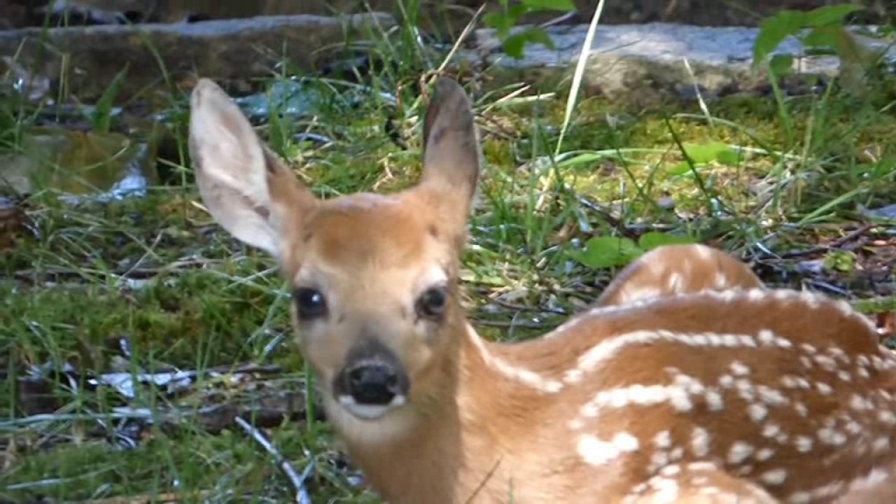 Back Yard Newborn Fawn August 2017