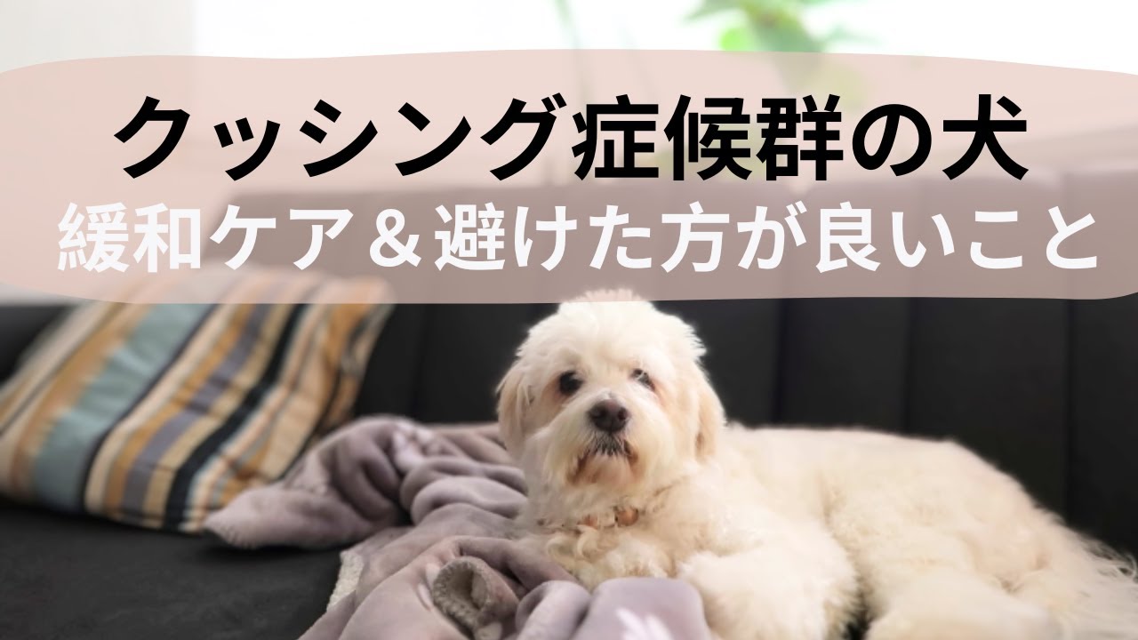 【クッシング症候群の犬】マッサージ・緩和ケア・避けた方が良いこと Do's & Don'ts for Dogs with Cushing Disease