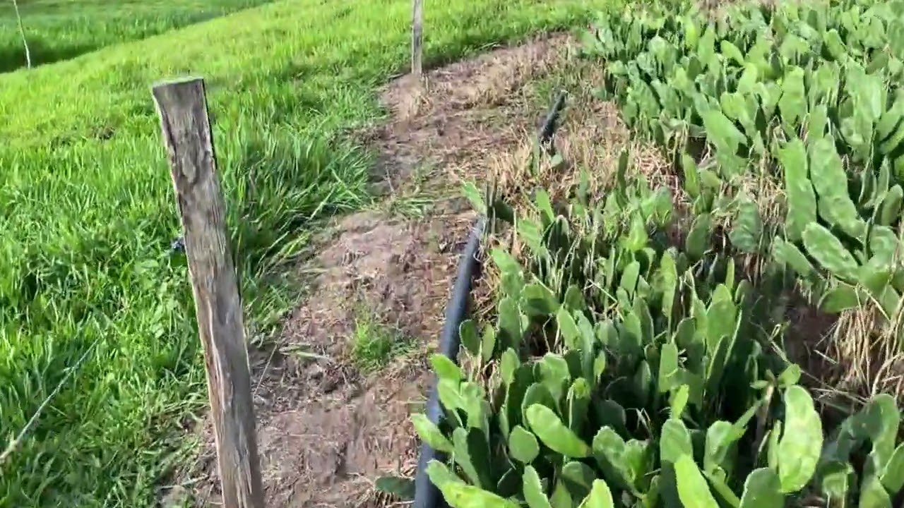Irrigação com motor bomba a gasolina 7.0