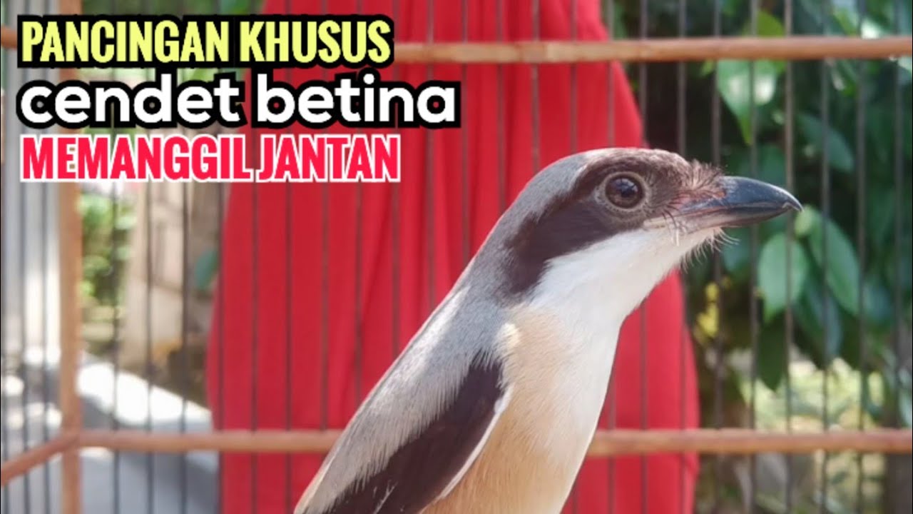 toet toet suara Pancingan Cendet Betina Gacor Memanggil Cendet Jantan Agar segera Secepatnya Nyaut