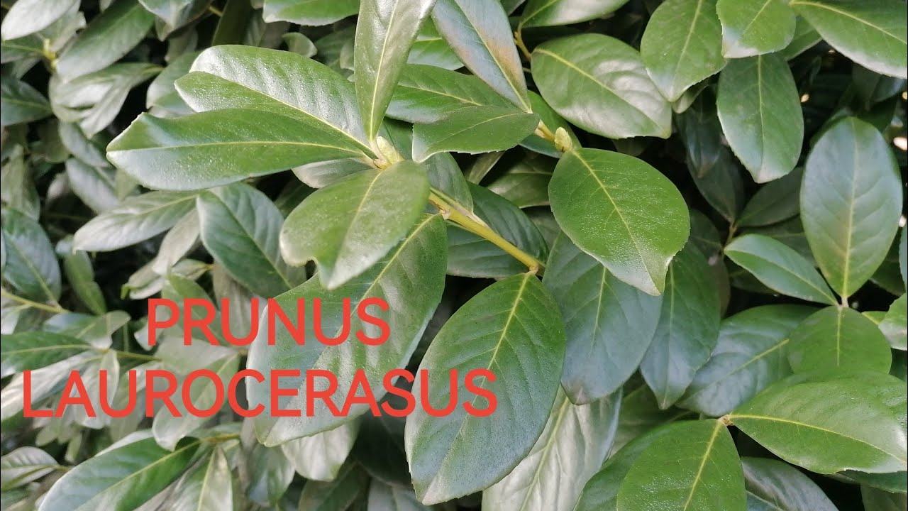 PRUNUS LAUROCERASUS - Taieri (tunderi) Selective la Gardul Viu