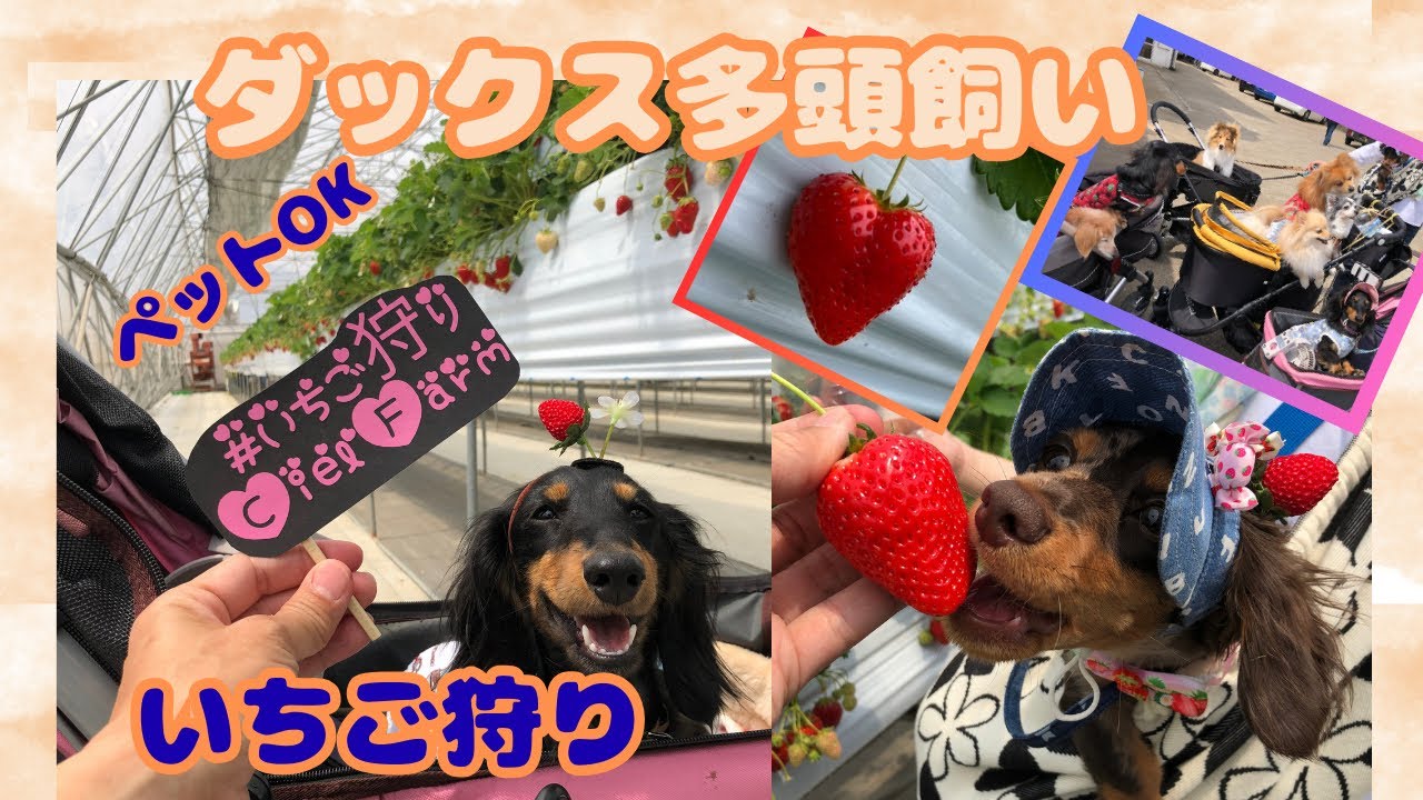 【エトワとステラ】お友達といちご狩りに行ってきた　CielFarm　もちろんペットｏｋ