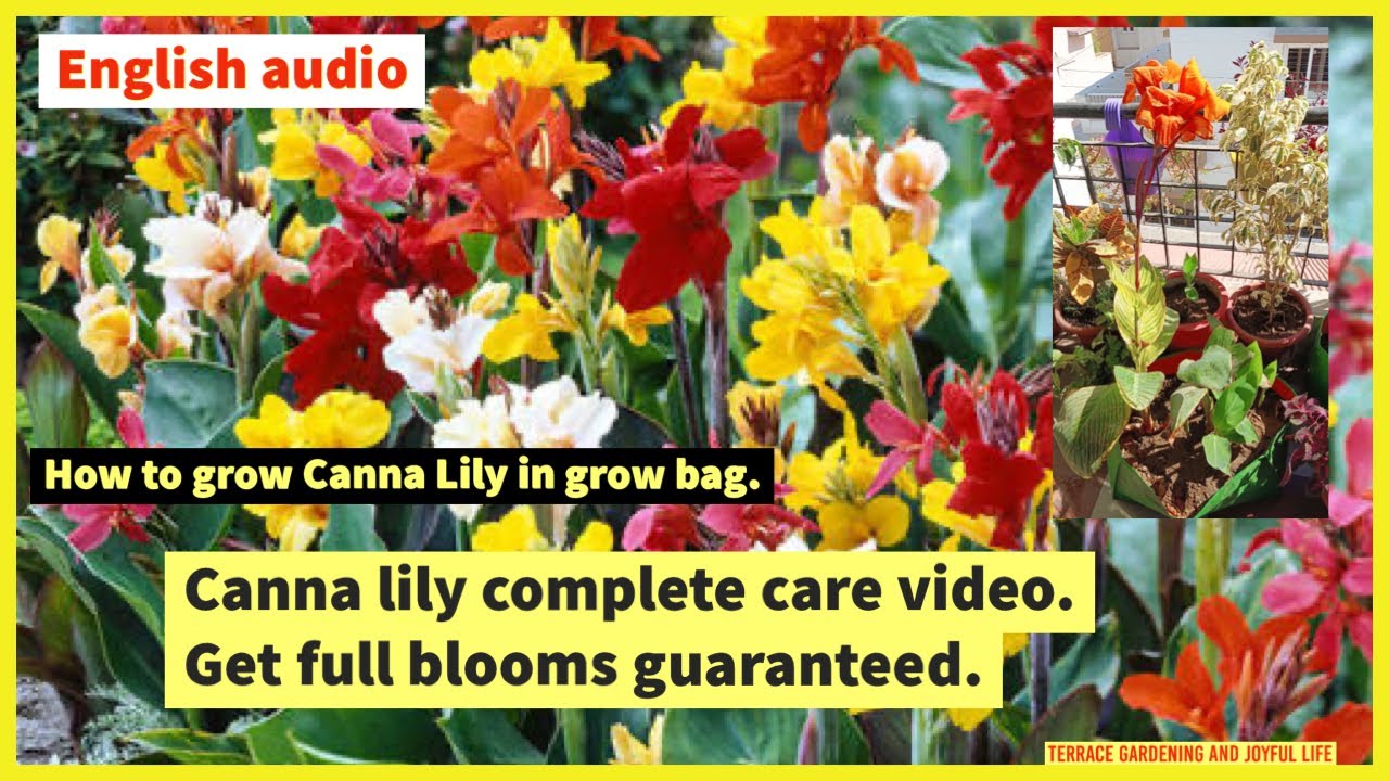 Canna lily complete care video.Get full blooms guaranteed. English version.