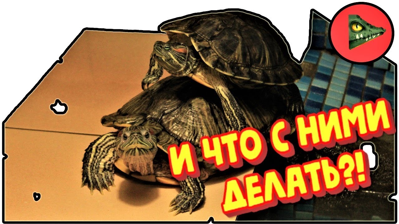 КРАСНОУХИЕ ЧЕРЕПАХИ! Как содержать?!