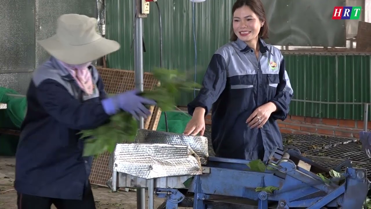 Phóng sự: Thu 1 tỷ đồng mỗi năm với nghề trồng dâu nuôi tằm ở xã Ea Hiao, huyện Ea H'Leo