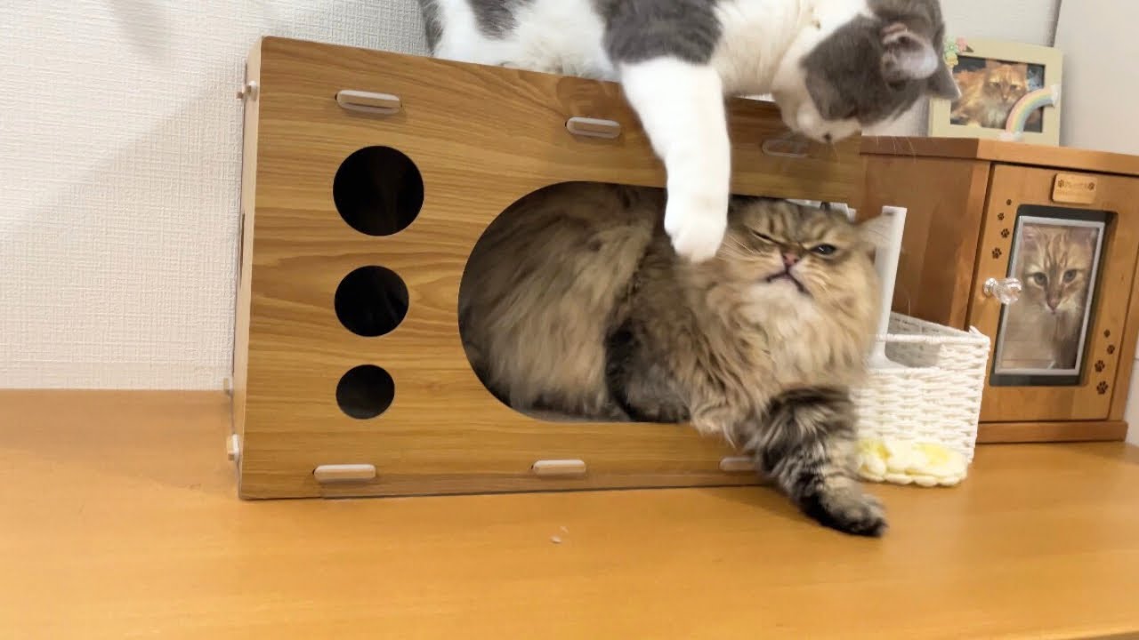 眠りを妨害されて顔面パンチする猫