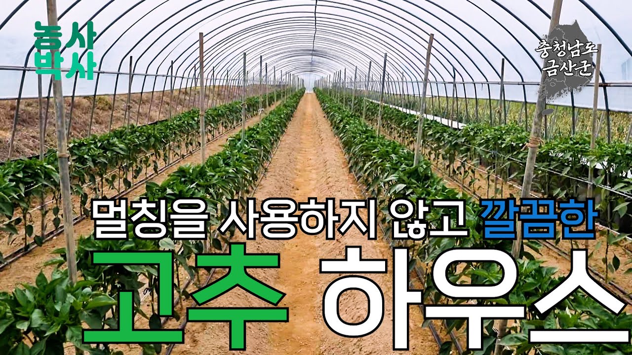 사소한 관심으로, 멀칭없이 깔끔하게 관리된 고추 하우스에 다녀왔습니다🌶️