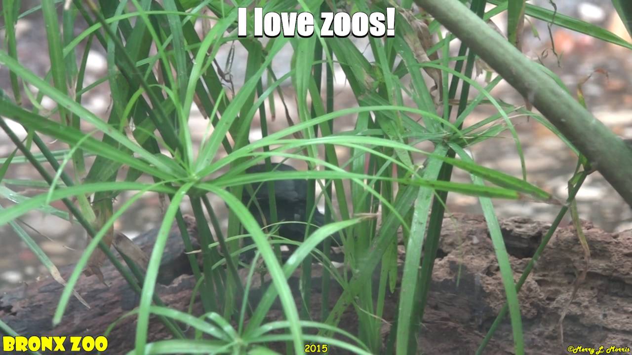Bronx Zoo Yellow-hooded Blackbird in Aquatic Bird House