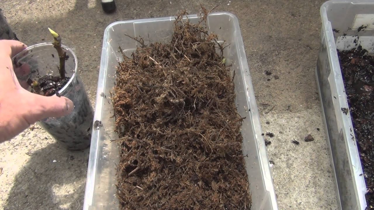 Propagating Black Maderia Fig Tree Cuttings