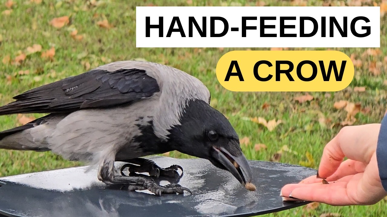 Hand Feeding a Hooded Crow 🐦‍⬛🤝