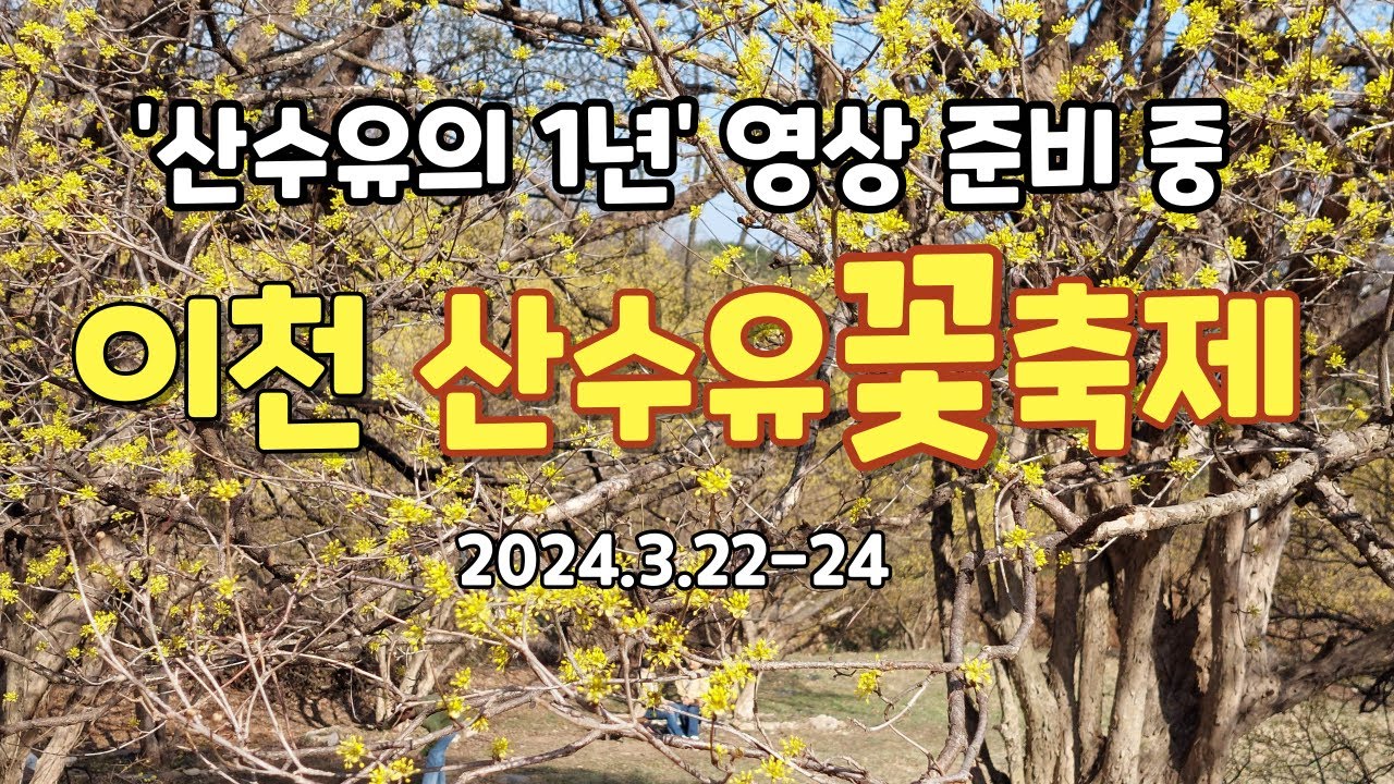 이천 산수유꽃축제 2024