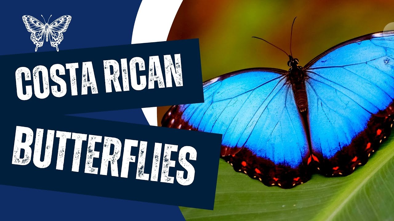 Butterflies in Costa Rica