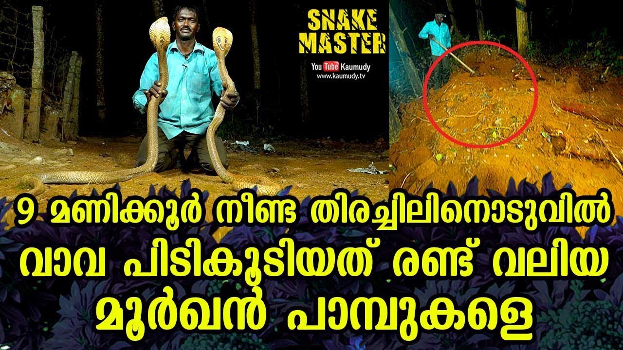 9 മണിക്കൂർ നീണ്ട തിരച്ചിലിനൊടുവിൽ വാവ പിടികൂടിയത് രണ്ട് വലിയ മൂർഖൻ പാമ്പുകളെ | Snakemaster EP 547