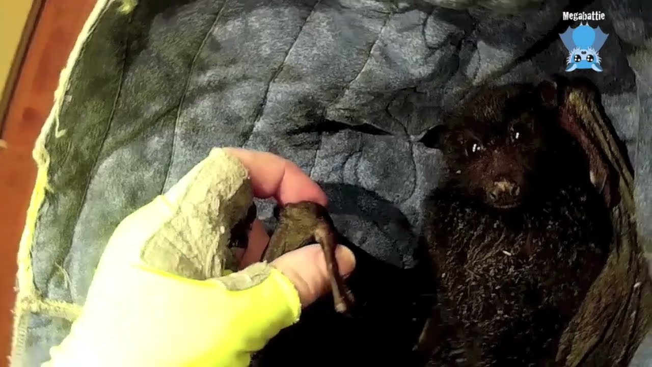 Baby Black Flying-Fox fell onto ground in front of lady:  this is Molasses
