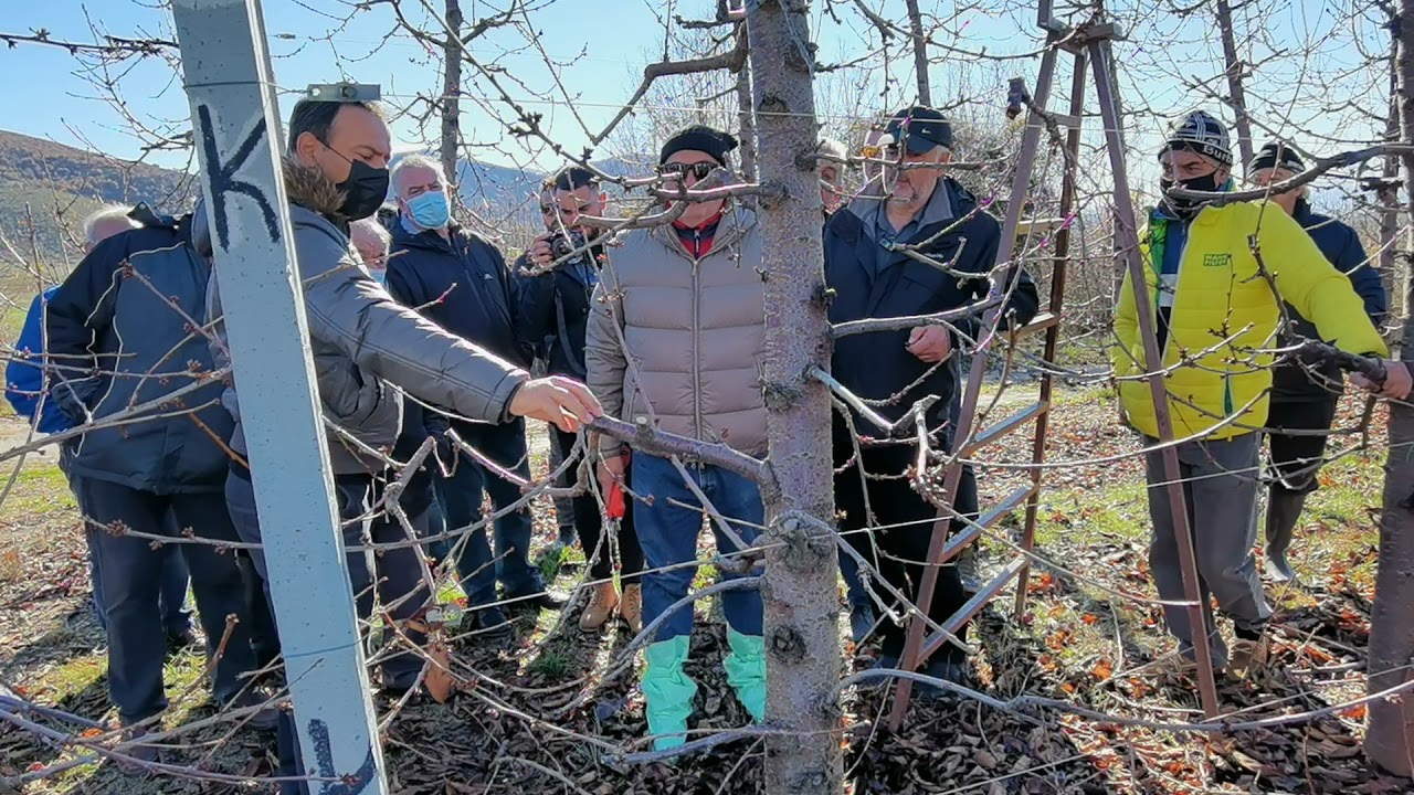 κλάδεμα κερασιάς 8 από Ιταλό καλλιεργητή