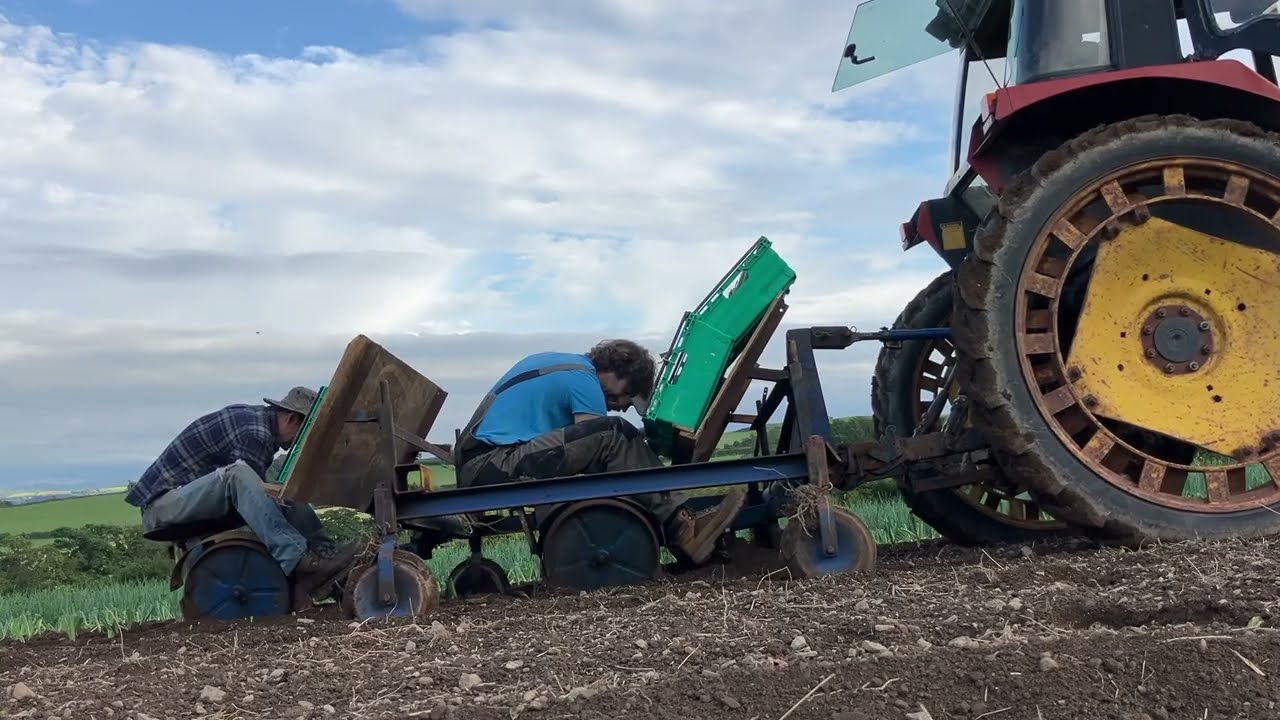 Transplanting organic leeks 2025