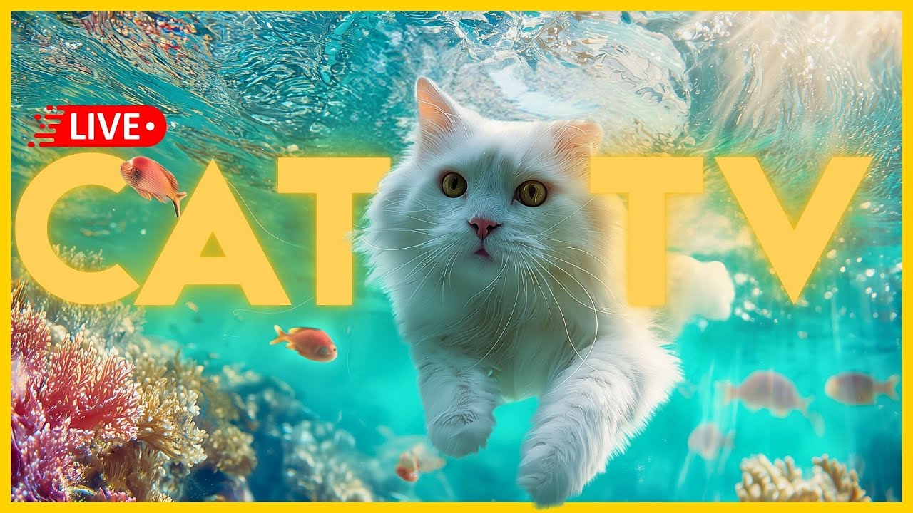 [🔴LIVE] Music for Cats - TV + Soothing Anxiety Relief for All Cats 🐱