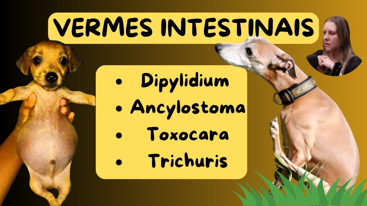 🐶🐱VERMES EM C&Atilde;O E GATO! QUAIS S&Atilde;O OS VERMES DO INTESTINO NOS CACHORROS E GATOS???