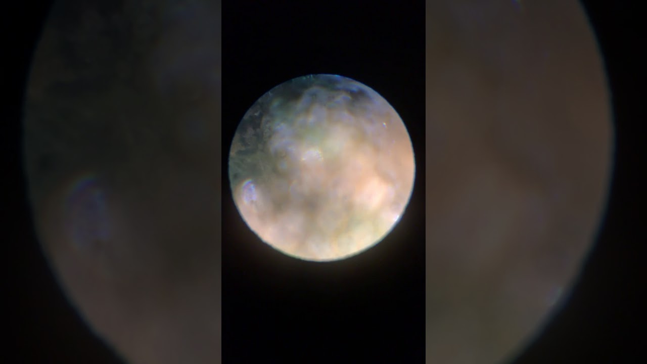 Trichome development before harvest