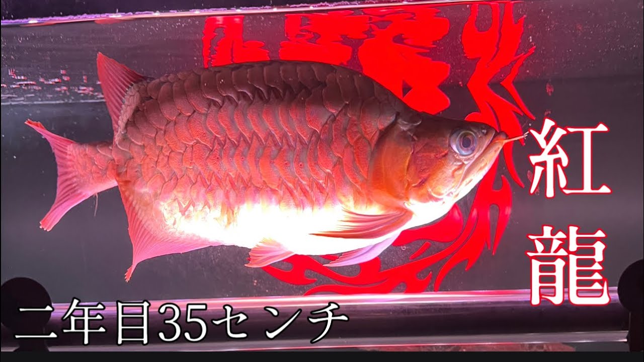 【アロワナ】餌やり動画
