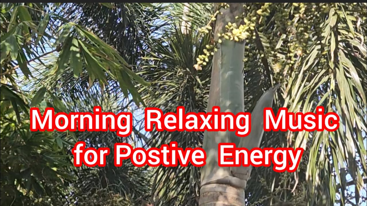 Morning Relaxing Music & Postive Vibe#meditationmusic #relaxingmusic#relaxmindbody#tjluckynest11