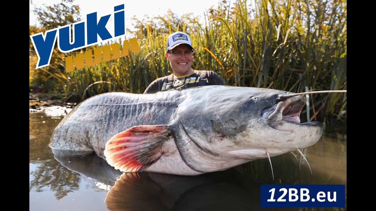 Livescope Catfishing in the Netherlands🇳🇱 212cm