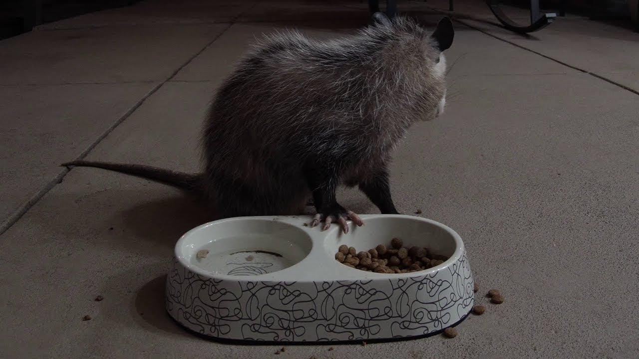 Paranoid Possum Watches Over Her Shoulder While Eating Dog Food