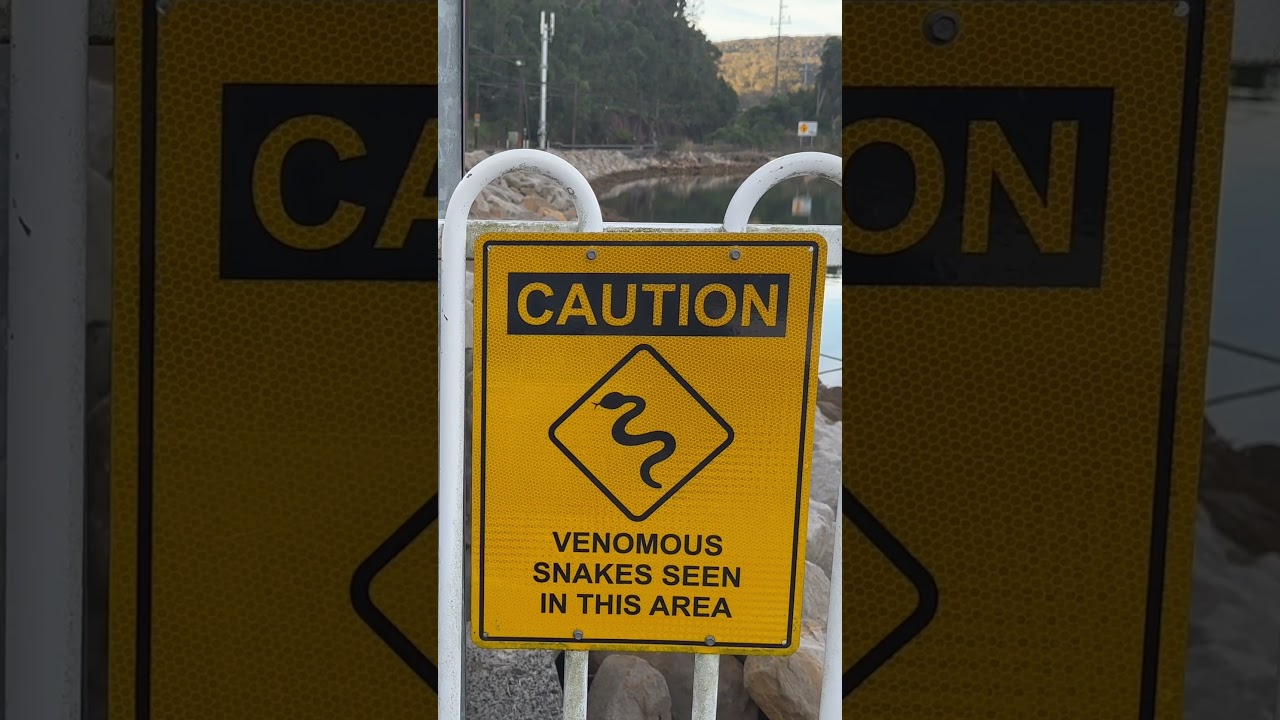 Snake warning at wondabyne / if you go to wondabyne pls be careful #shorts