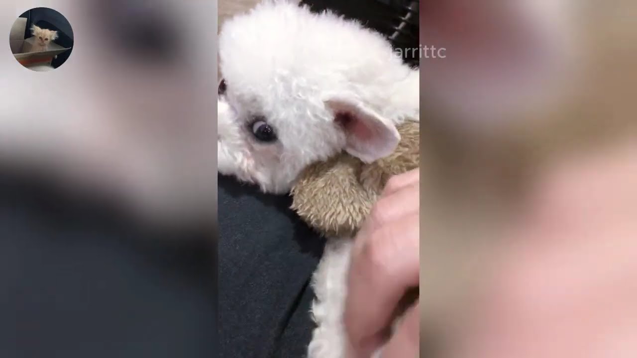 Funny ANIMALS videos 😂 | Funniest Cats and Dogs 2026 🐶😼 Part 59