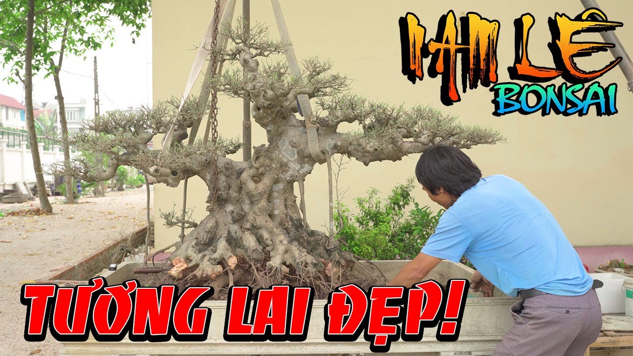 Tập 1 | Tiếp tục cho 1 siêu phẩm lên đá cho cây sanh của em Đông Tiền Hải - Thái Bình | NamLe Bonsai