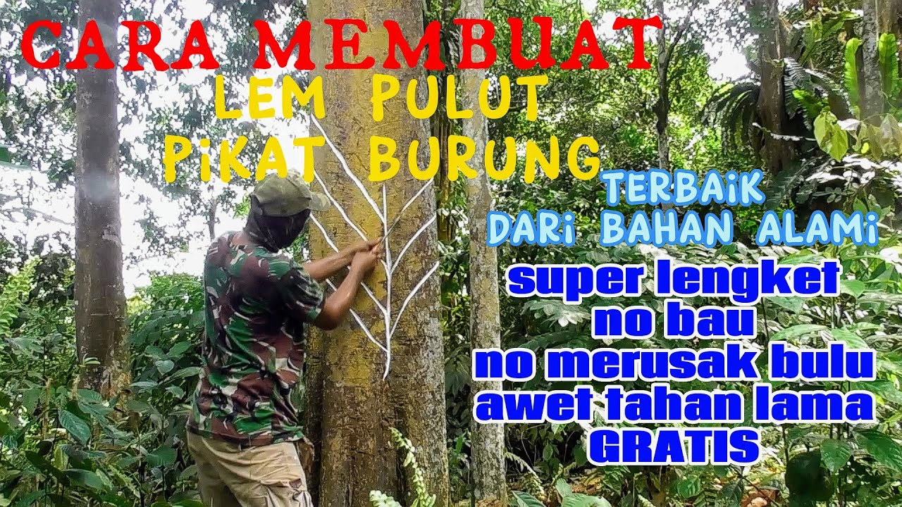 Cara Membuat Lem Pulut Pikat Burung Terbaik Dari Bahan alami super lengket no bau no merusak bulu