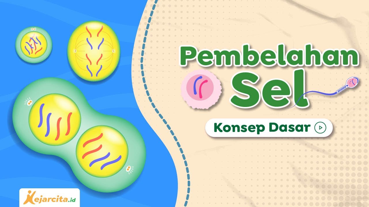 Pembelahan Sel | Biologi SMA