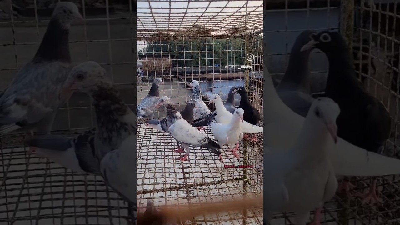 King 👑 Parava 🕊️#pigeon #paravapigeon